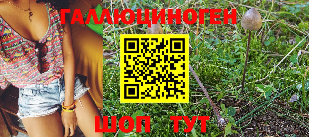 Галлюциногенные грибы Psilocybine cubensis Киселёвск